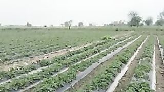STRAWBERRY FARMING IN PAKISTAN