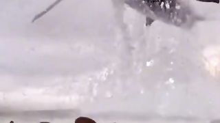 Shark