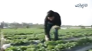 STRAWBERRY FARMING IN PAKISTAN
