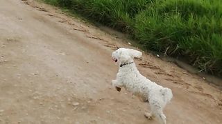Perry corriendo