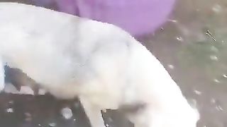 Mama dog showing gratitude to the kind woman feeding her puppies