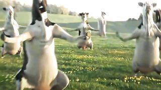funny cows