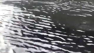 The speed of a Crocodile ????????