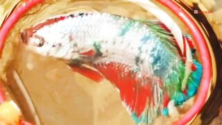 This is the Giant Betta or Giant Betta, the largest Betta fish in the world