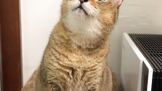 Little Baby ???? ???? #cat #cats #pets #kitten #catstagram #kittenlove #sweetcat