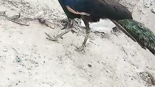 Peacock peacock peacock