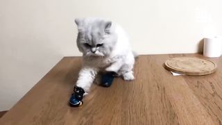 20 Minutes of Adorable Kittens ???? | BEST Compilation
