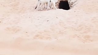 فنك ????صحراء