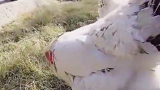 The white big hen