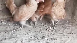Us kho dasi chal