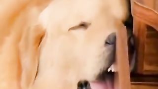 My pet