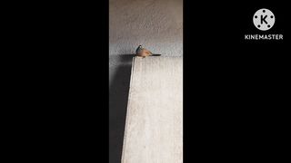 Bird animal funny video