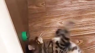 My pet