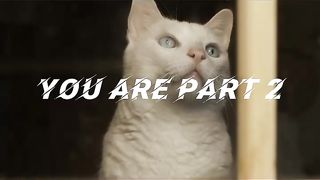 Information about cats and how to deal with them