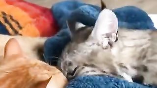 My pet