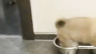 My pet