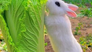 Cute, this rabbit is very beautifui Thank you for following❤