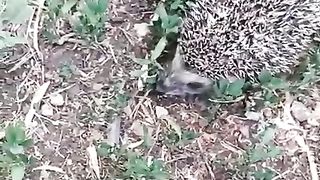 My pet