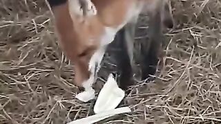 My pet