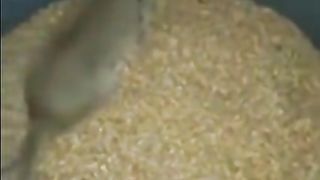 My pet