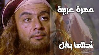 مهرة عربية تحللها بغل