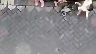 Monkey on a bike attempts to kidnap a child