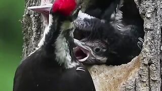 Amazing Birds