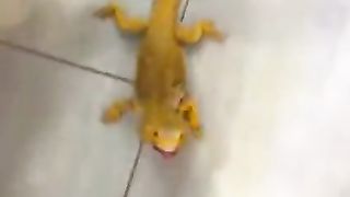 My pet