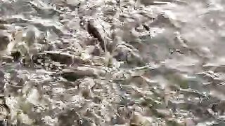 Ikan lele konsumsi dan lele ukuran sangkal terpisah rapih, petani profesional ????