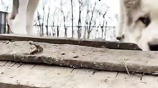 My pet