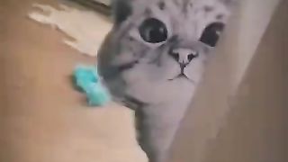 My pet