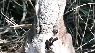 Kangaroo