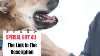 Chatty Critters: What If Animals Could Talk?