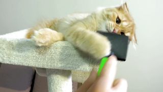 My pet