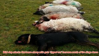 Camera record_ Wild dog attacks that leave sheep with guts 'ripped out' increase south of the dingo fence