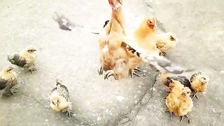 Birds of world