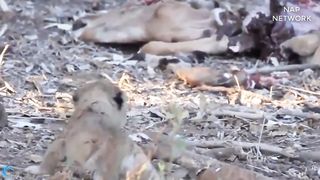 Hyena Attack BaBy Lion The Early Days Of Life ( English Sub ).