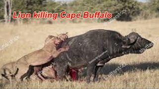 Lions Vs Buffalo Real Fight - Amazing Videos.