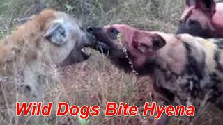 Wild Dogs Bite Hyena Predatory lions - Amazing Videos.