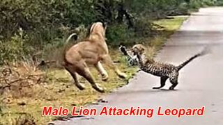 Male Lion Attacking Leopard - Amazing Videos.Lion killing Cape Buffalo