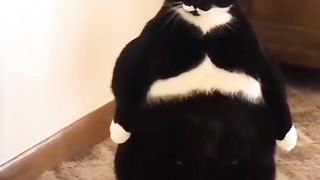 Cute Cats Compilation with Playful Kittens and Loving Moms