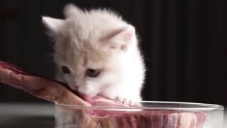 cat eating steak with doom theme.