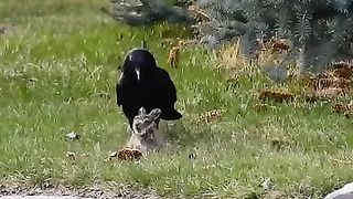 The cowardly mother