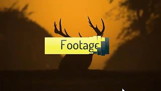 Killing wolf hunting