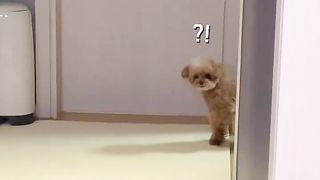 Funny little dogs 7