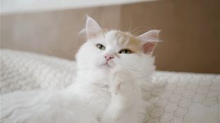 Cute Cat Meowing