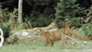 الأسد مقابل الدب المعركة الخطيرة من اجل البقاء .Lion vs Bear Dangerous Battle for Survival - Animal