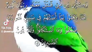 الشيخ احمد سعيد عامر
