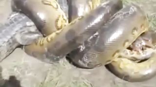 Snake vs crocodile The snake kills the crocodile - animals attacks