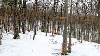 Wonderful snowy scene with tree branches